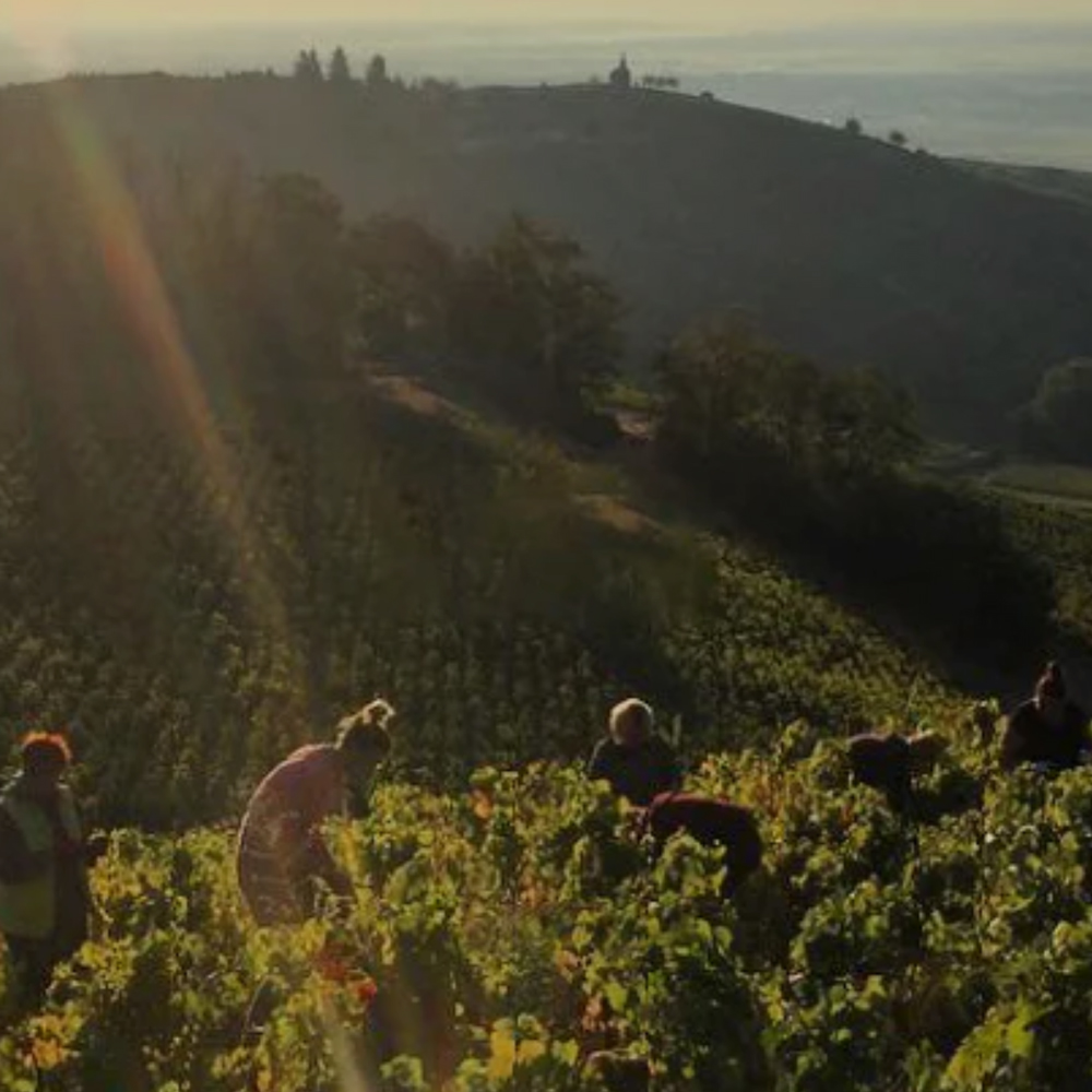 Uncharted Wines